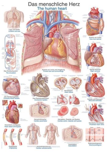 Chart The human heart