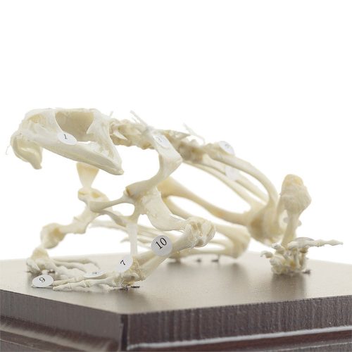 Frog skeleton