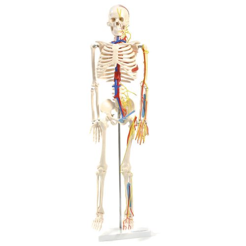 Anatomisches Skelett teilweise zerlegbar