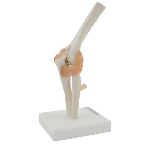 Elbow skeleton model with ligaments