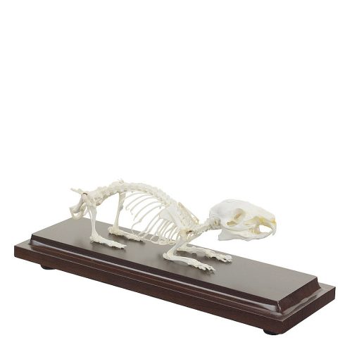 Guinea pig skeleton specimen