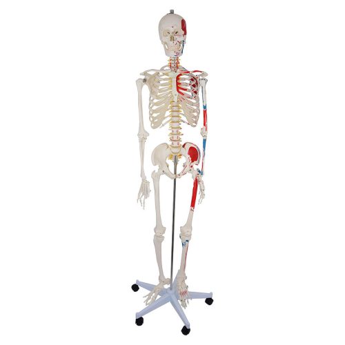 Life-size skeleton model