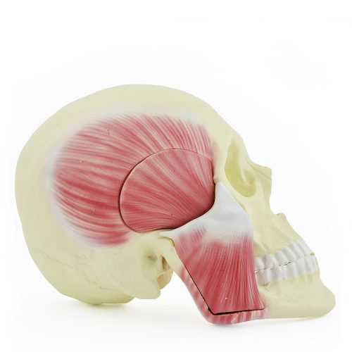 Masticatory muscles model