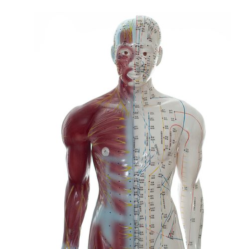 Acupuncture model with muscles