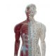 Acupuncture model with muscles