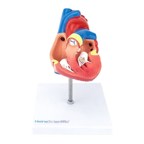 Life-sized heart model 2 parts