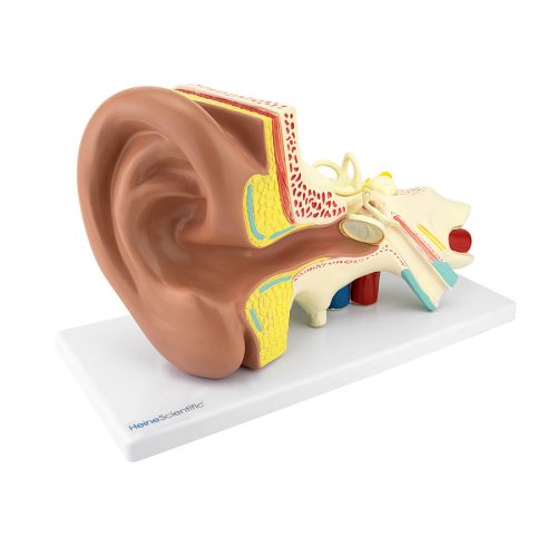 Anatomiczny model ucha (w 3-krotnym powiększeniu)