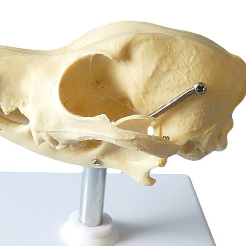 Detailed dog skull model