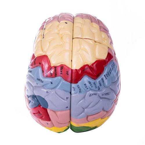 Dismountable brain model