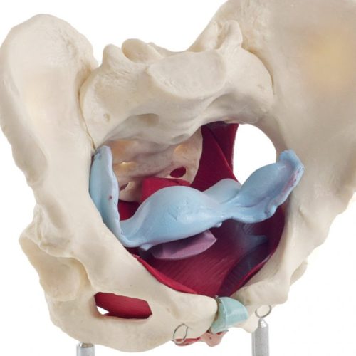 Female pelvis model with pelvic floor muscles