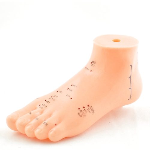 Foot acupuncture model