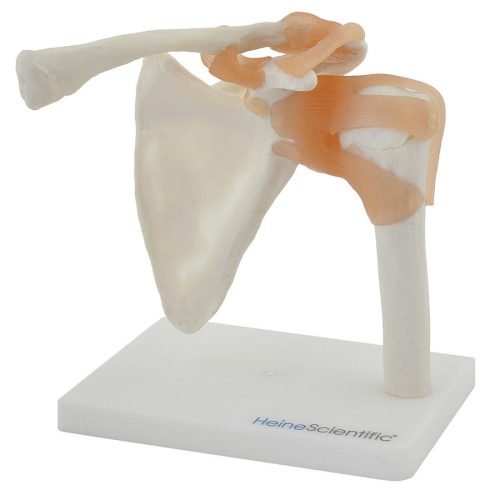 Shoulder joint model with ligaments