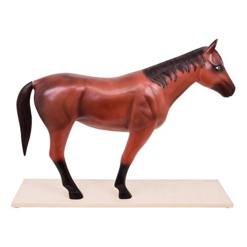 Disassemblable horse model