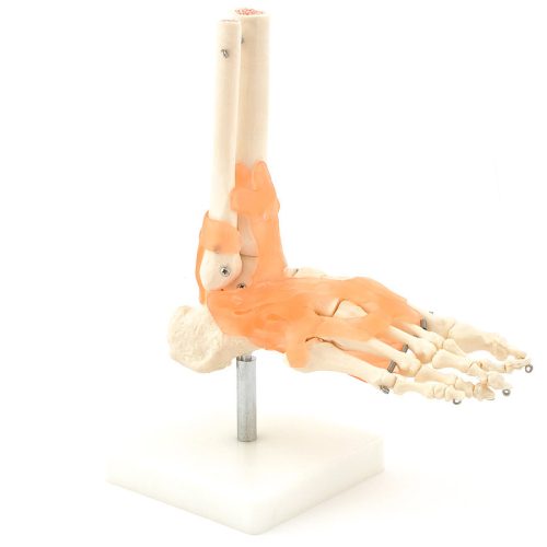 Skeletal foot model with ligaments