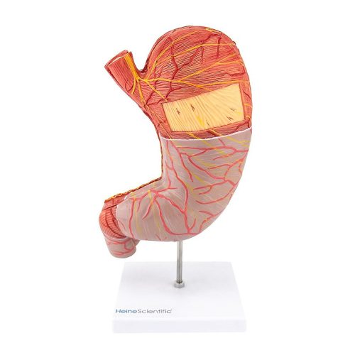 Stomach model