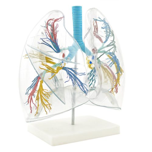  Transparent lung model