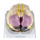 Brain model with Functional Areas