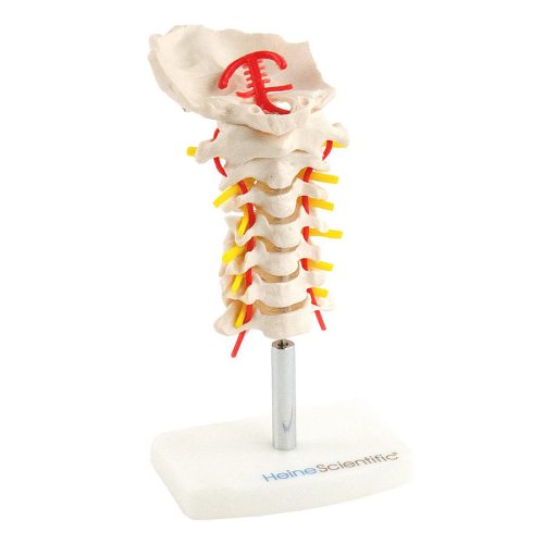 Cervical spine model