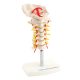 Cervical spine model