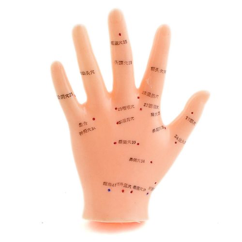 Hand acupuncture model