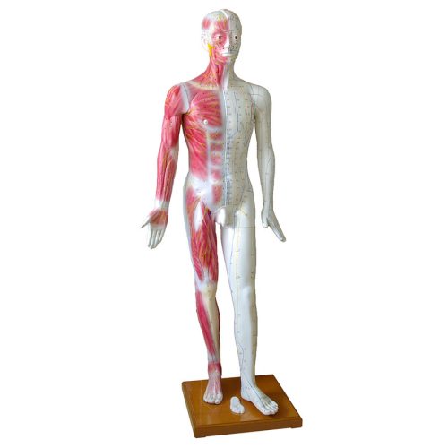 Male acupuncture model mounted on a base