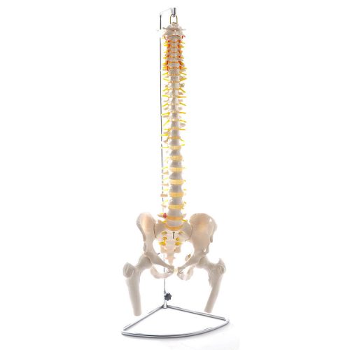 Spinal column model with pelvis & femoral heads