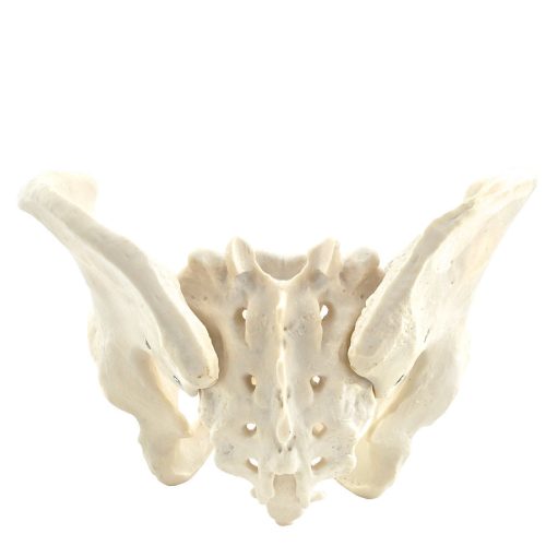 Skeletal pelvis model | male