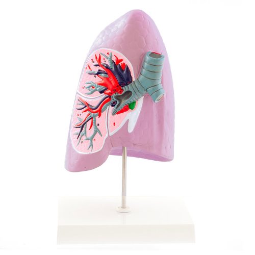 Anatomical model of a lung