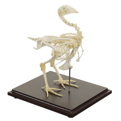 Chicken skeleton