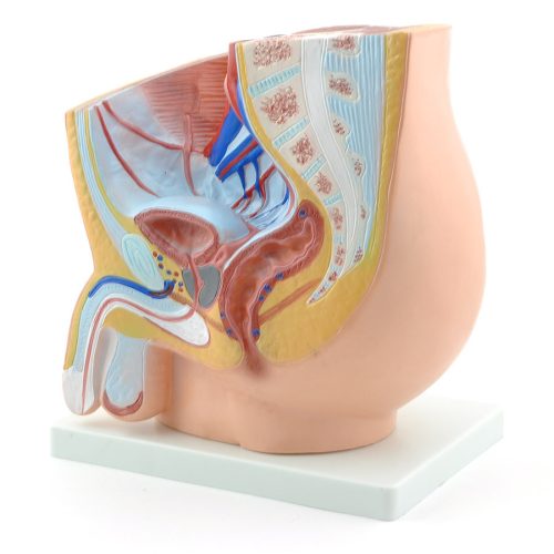 Male pelvis model