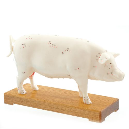 "Pig” acupuncture model