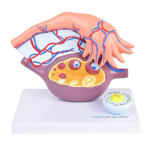 Ovary modell with follicles