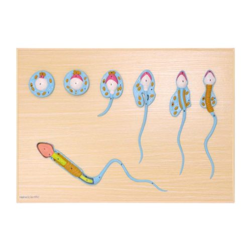 Sperm development model