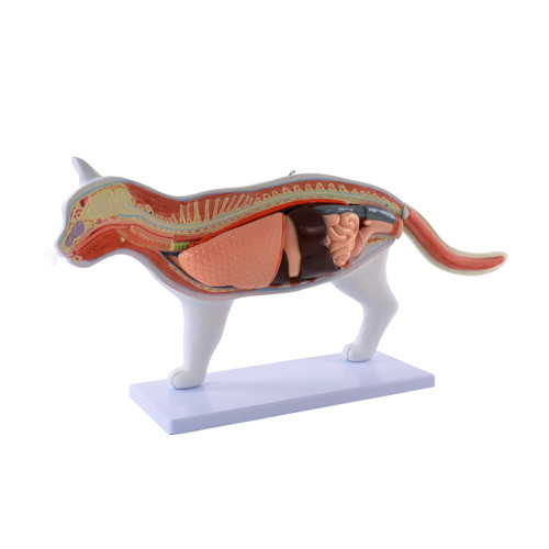 Disassemblable cat model