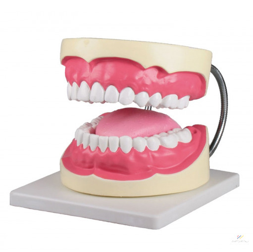 Oral cavity model, 3x life size - Winterthur Medical medical