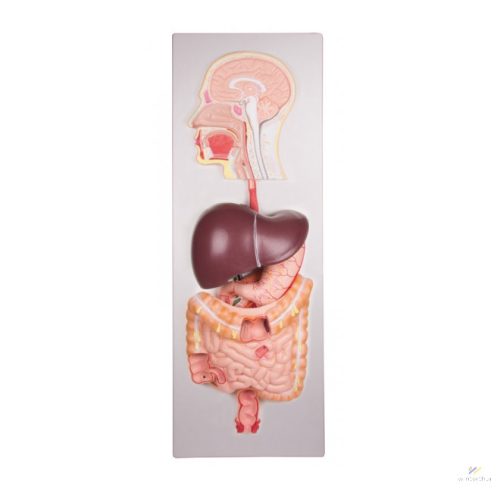 Human digestive system model 5 parts