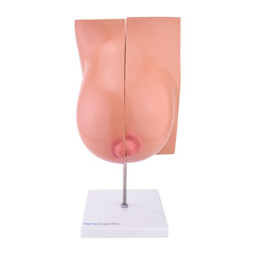 Anatomical model of a lactating breast