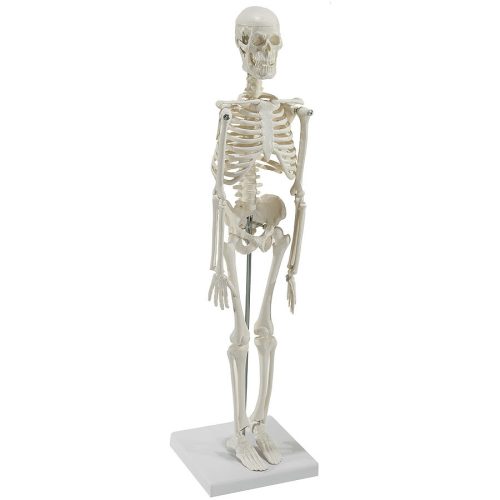 Miniature skeleton for your desk