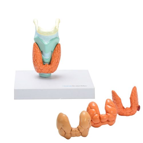 Anatomical model of thyroid diseases