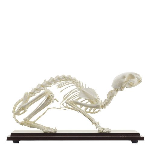 Feline skeleton specimen