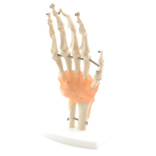 Skeleton hand with ligaments