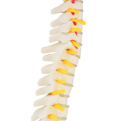 Vertebrae model