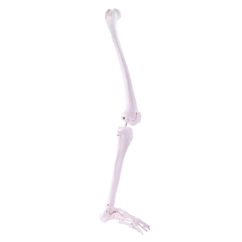 Skeleton leg model