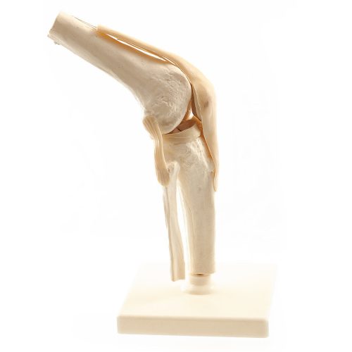 Human knee model with ligaments