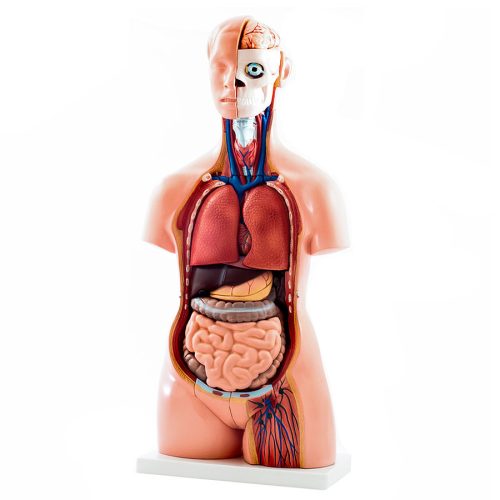 40 - part human torso model