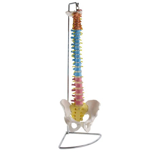 Didactic vertebral column model with pelvis