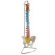 Didactic vertebral column model with pelvis