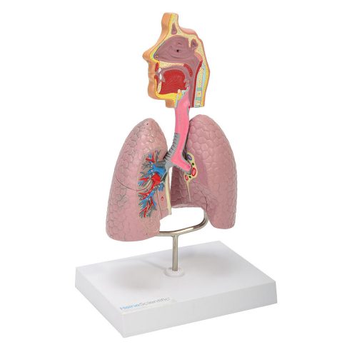 The human respiratory system