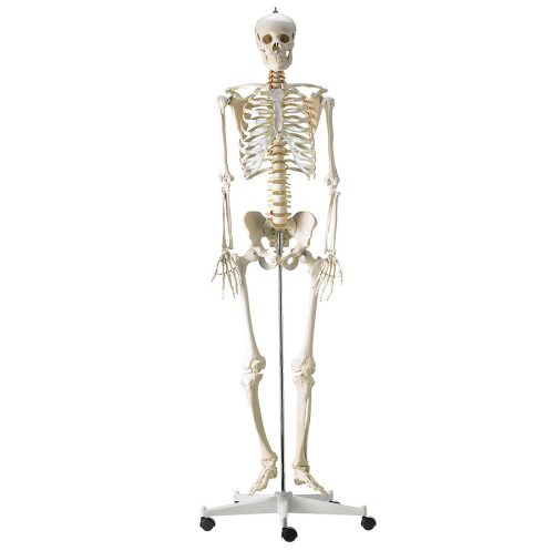 Life-size human skeleton model