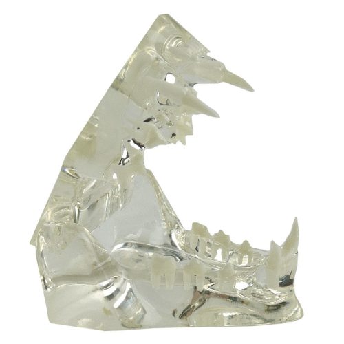 Transparent feline jaw